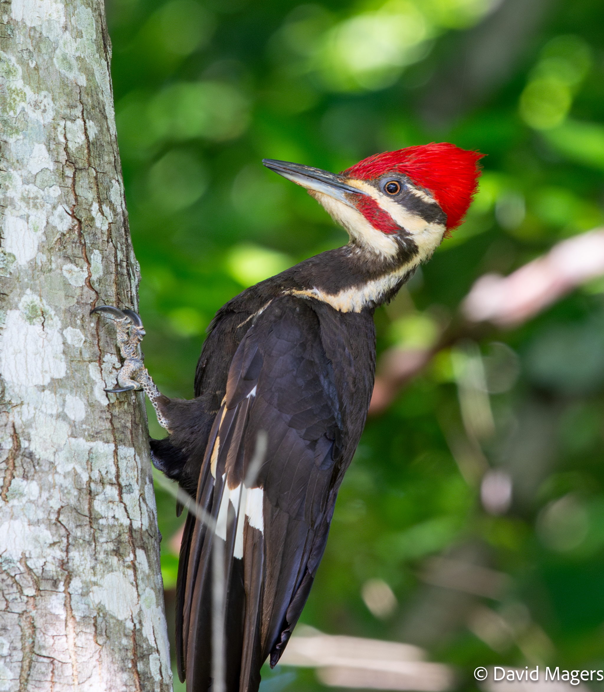 red-headed woodpecker on a tree