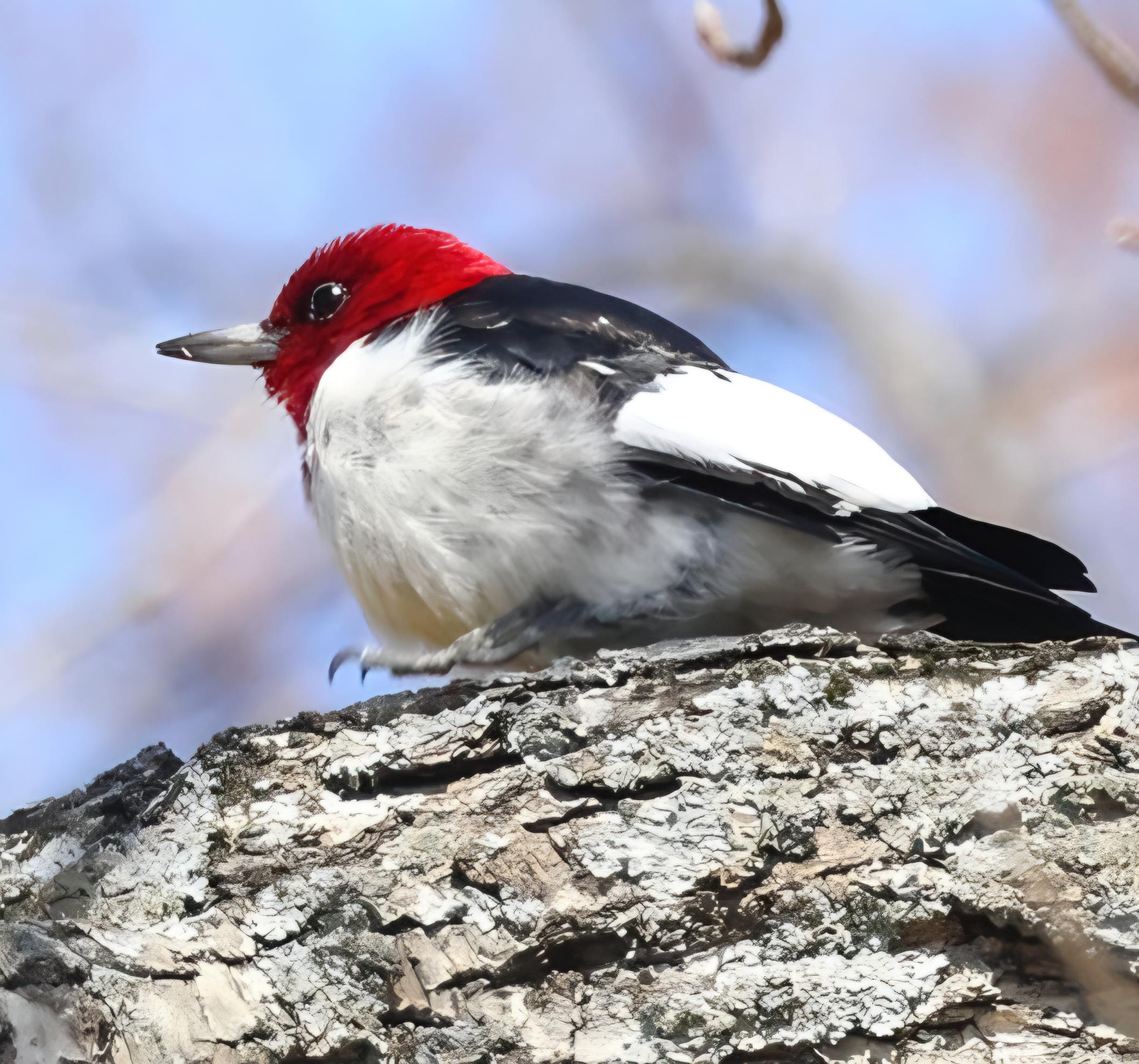 black and white bird with a red crown sitting on a large tree limb