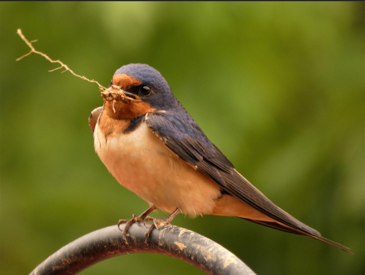 Barn Swallow bird